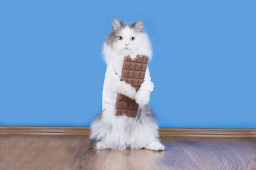 Katze-Schokolade