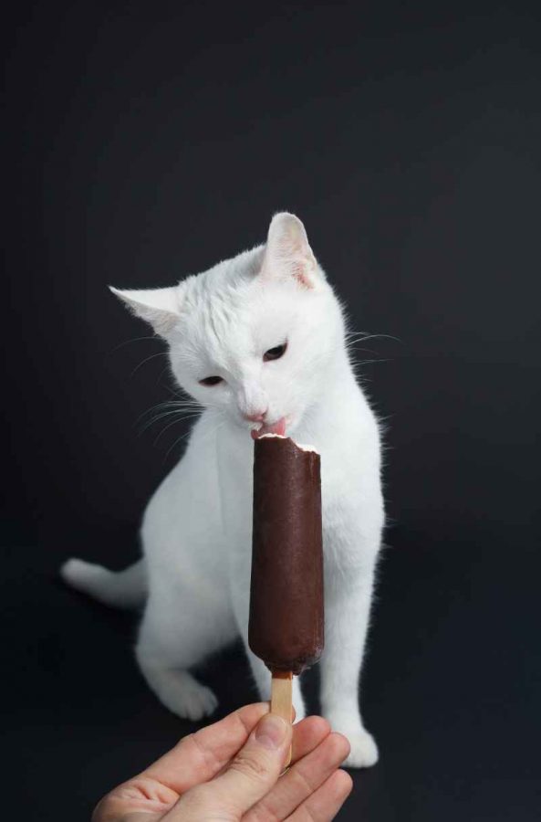What happens if our cat eats chocolate
