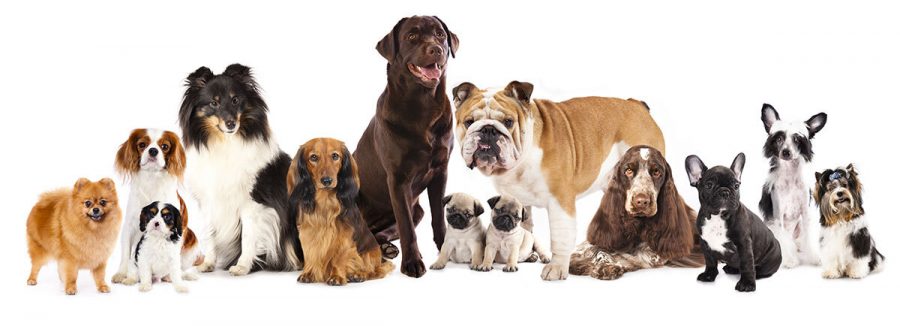 What dog breed are you? 