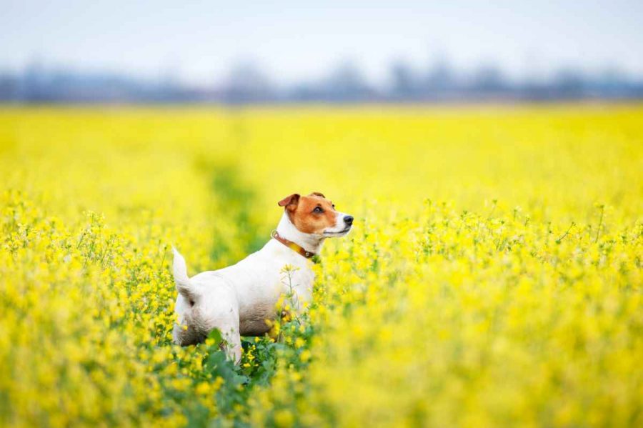 De quelle race le chien de « The Mask » est-il ?