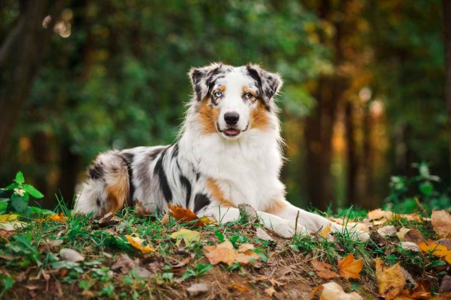 Las razas de perros más inteligentes