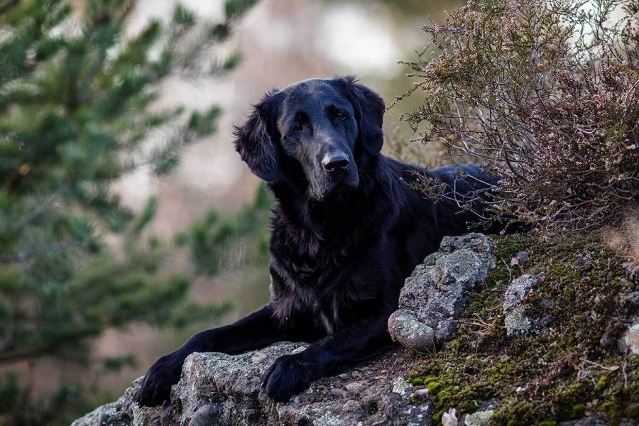 Golden retriever noir