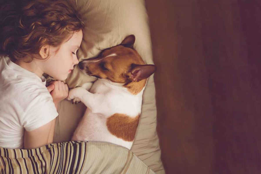 Chiens de petite taille pour enfants