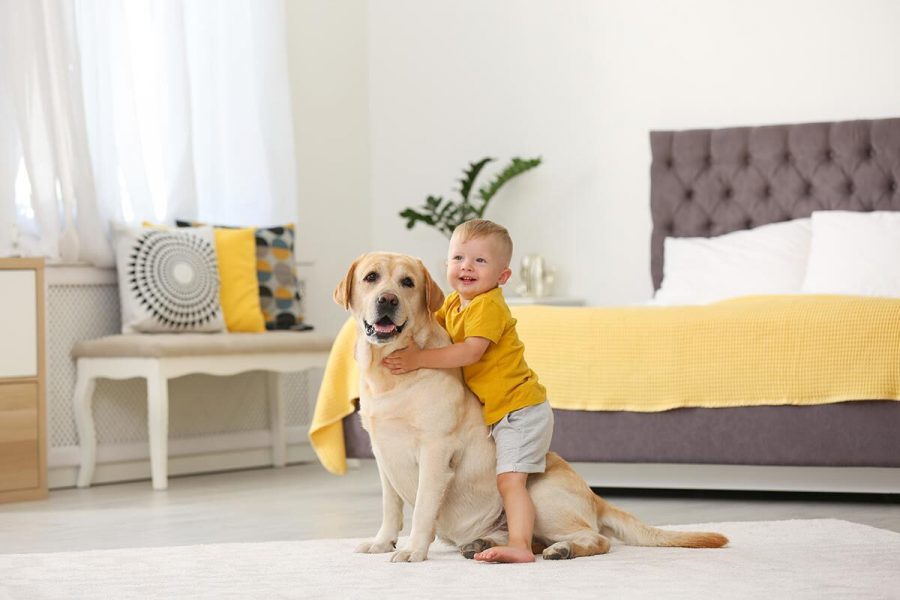 1 Chiens pour enfants