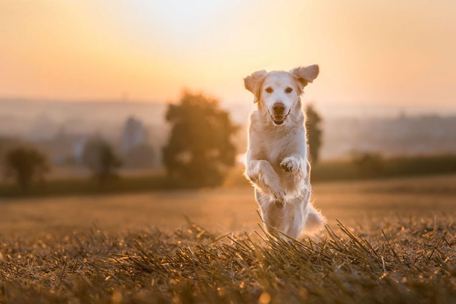 Cane Golden Retriever