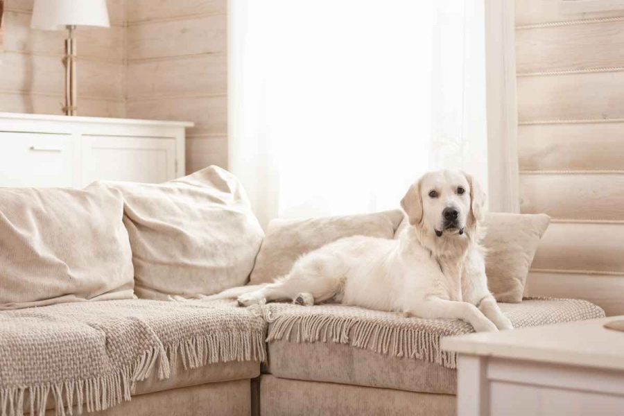 Le Golden Retriever blanc