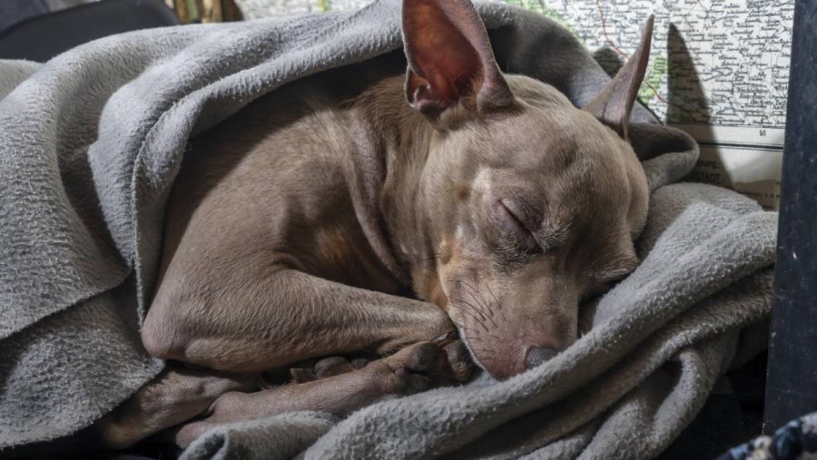 Por qué tiemblan los perros