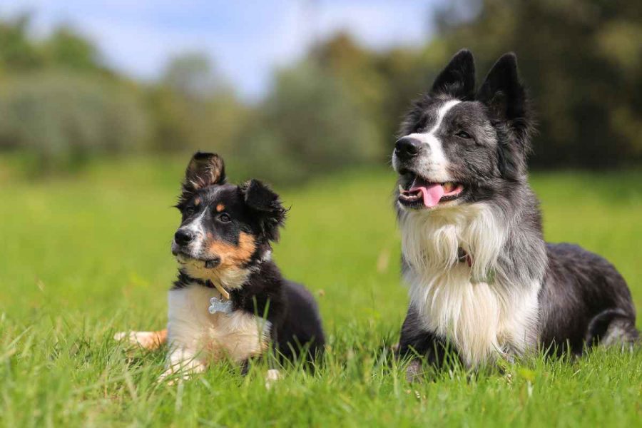 Adopter un chiot avec un chien âgé, les conseils