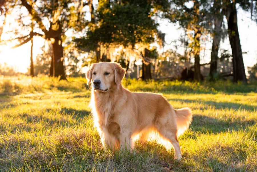 Golden Retriever Breeding