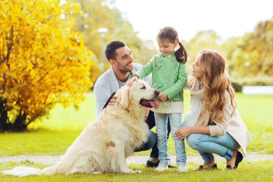 Golden Retriever inglés