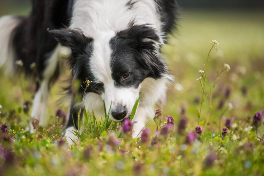 Perché i cani mangiano foglie e vomitano