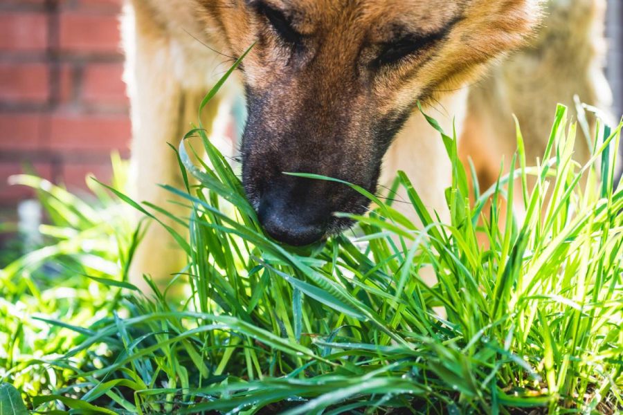 1 Warum Hunde Blätter fressen und erbrechen