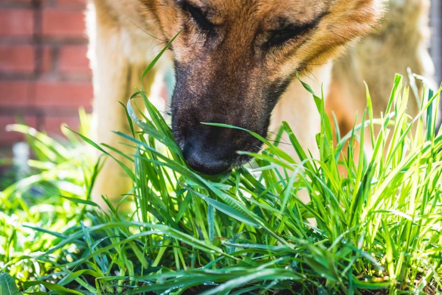 1 ¿Por qué nuestro perro come césped y vomita después?