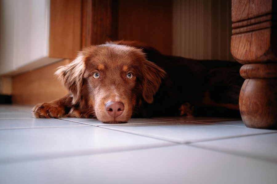 1 Der Kaufpreis eines Golden Retrievers