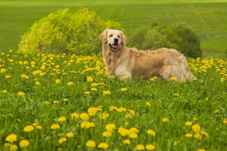 Der Amerikanische Golden Retriever