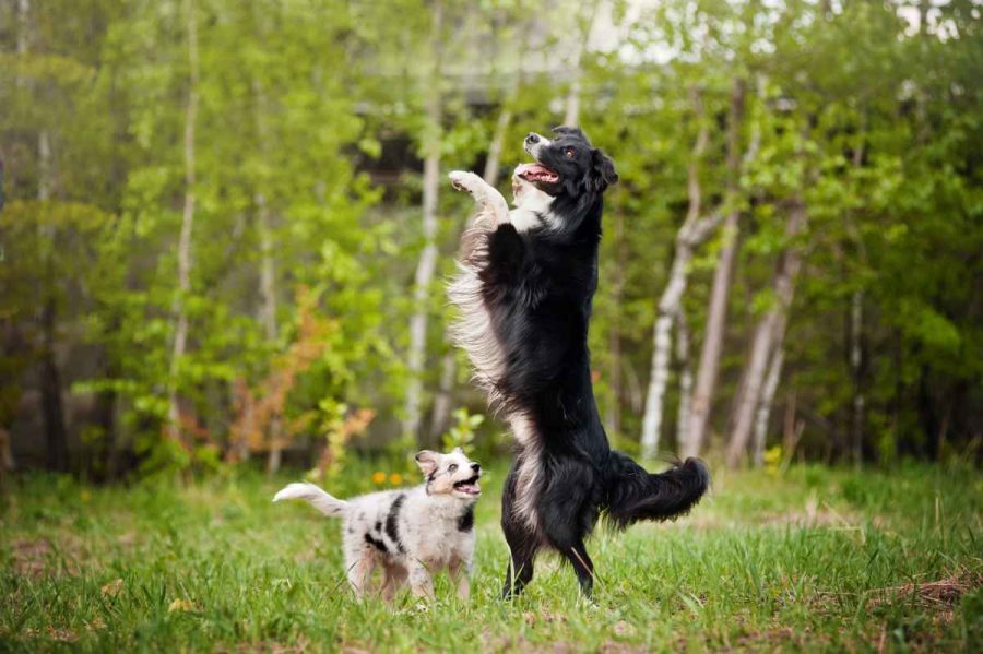 1 Adoptar a un cachorro teniendo un perro senior – consejos 