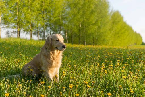 chien-assis-sur-la-pelouse