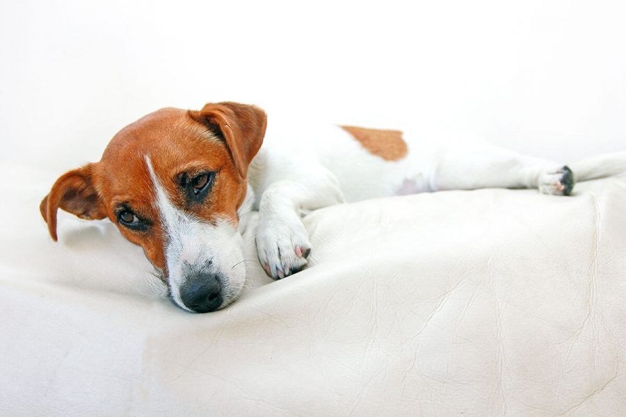 ¿Cuáles son los síntomas cuando un perro se envenena?