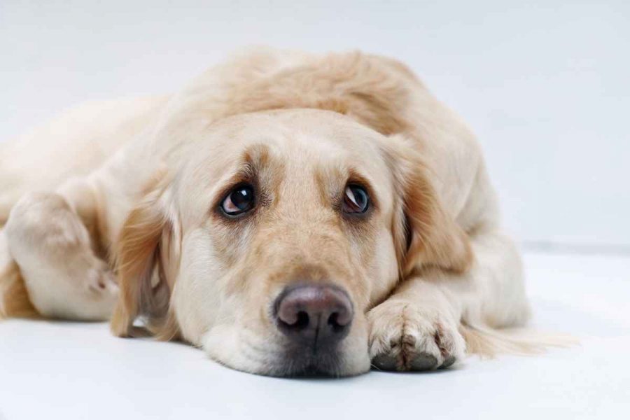 Estreñimiento en perros después de una cirugía