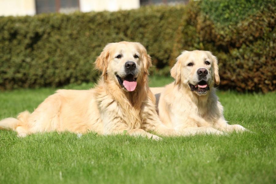 Golden Retriever de pelo corto