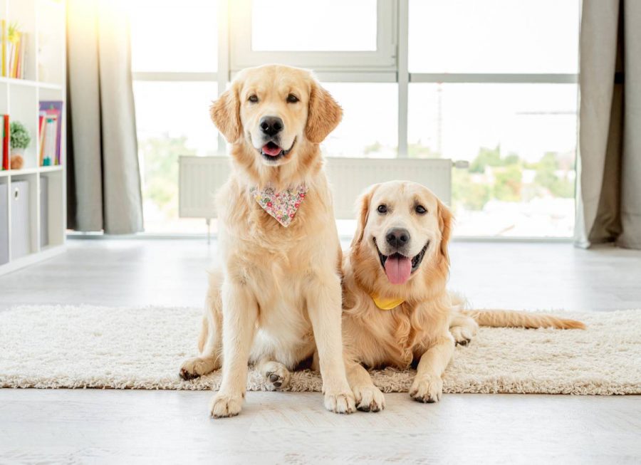 1 Golden Retriever américain