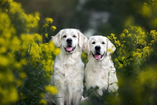 dog-bushes