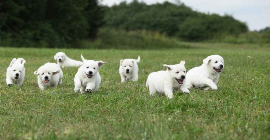 Golden Retriever allevamento