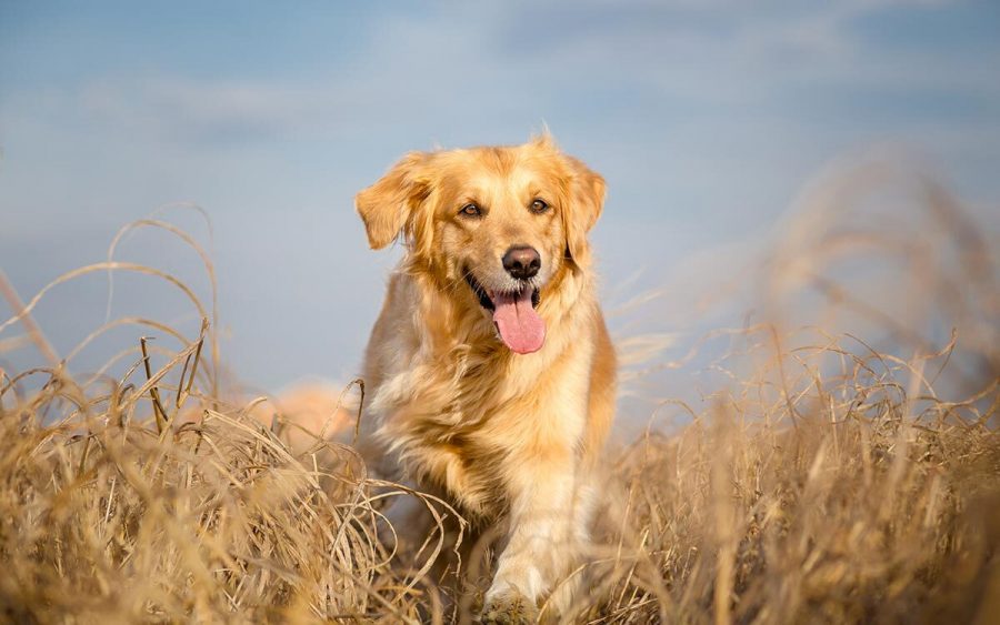 Golden retriever prezzo