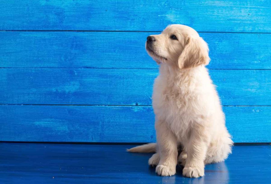 1 Golden Retriever Breeding