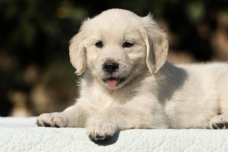 Prix du chiot Golden Retriever