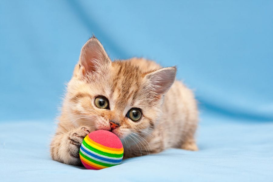 chaton-avec-boule