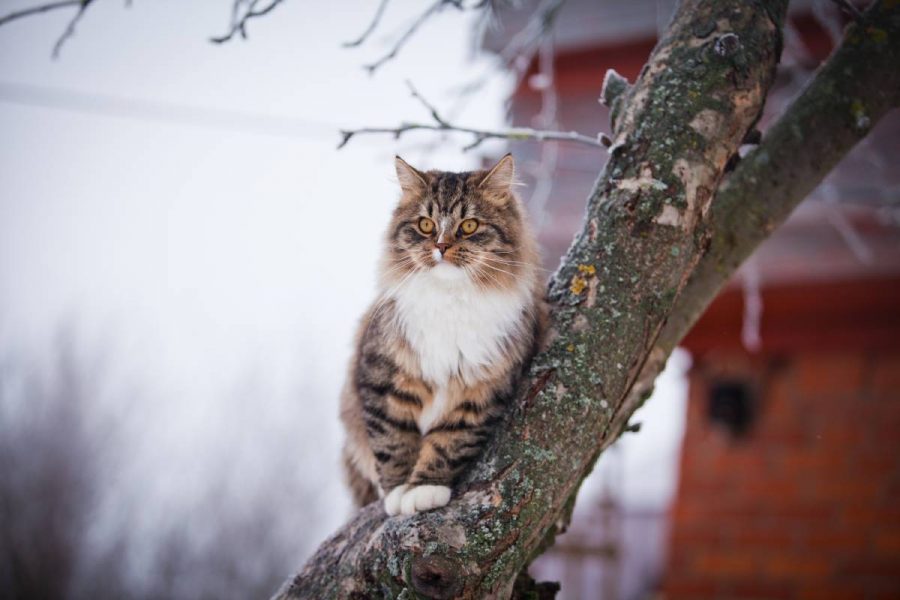 ¿Cuánto tiempo pueden soportar los gatos el frío?