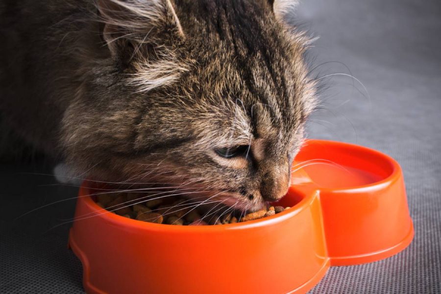 Why cats do not drink water while eating food 