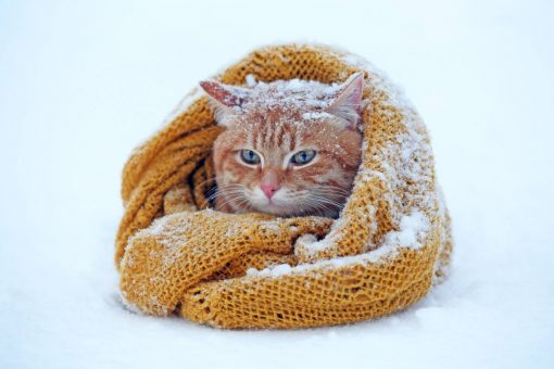 Katze-bedeckter-Schnee