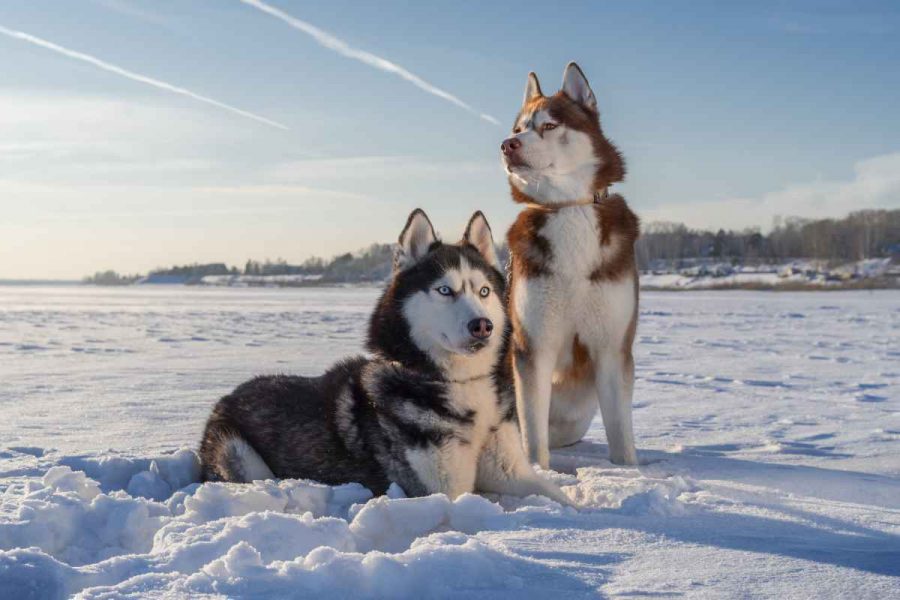 Husky de Sibérie