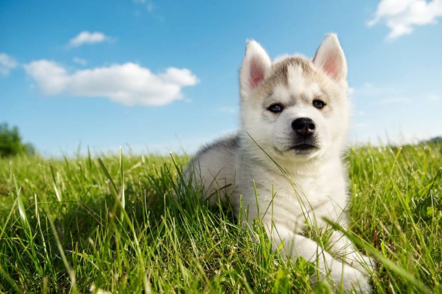 Siberian-Husky-Welpe