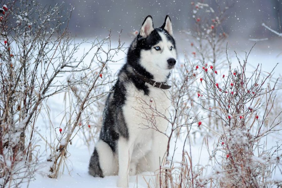 Der Preis für einen Siberian Husky   