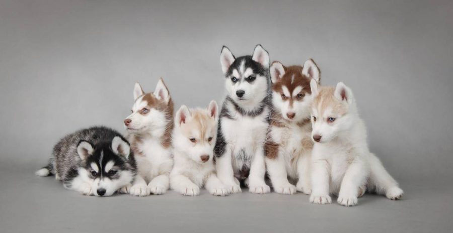 Die Zucht von Siberian Huskies