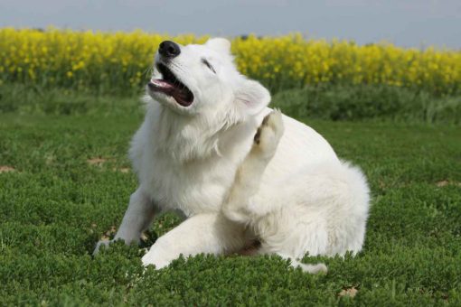 Weißer-Hund-kratzt