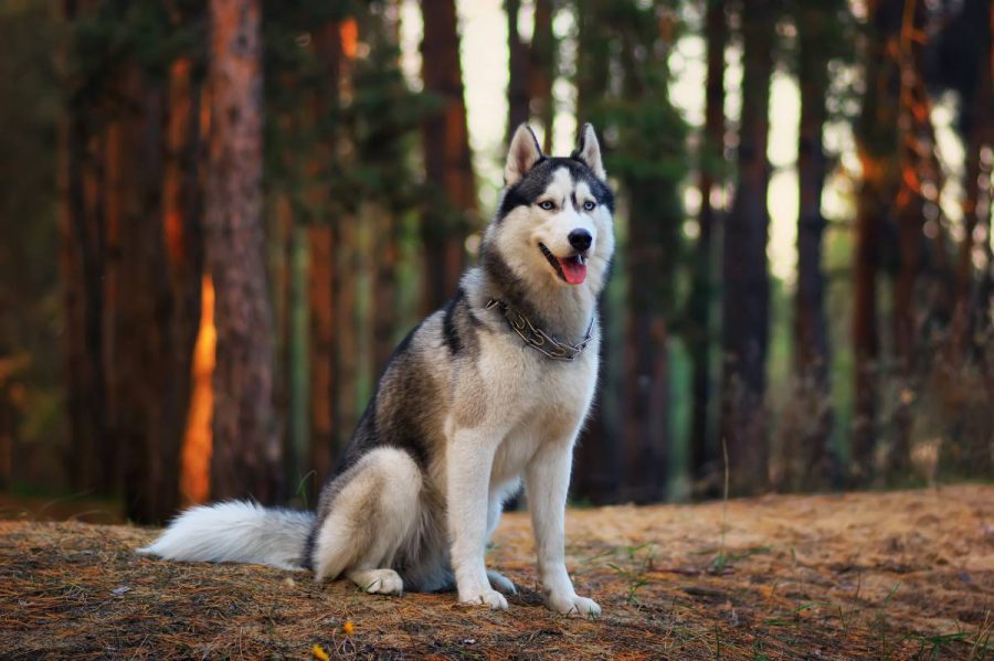 Husky de Sibérie 