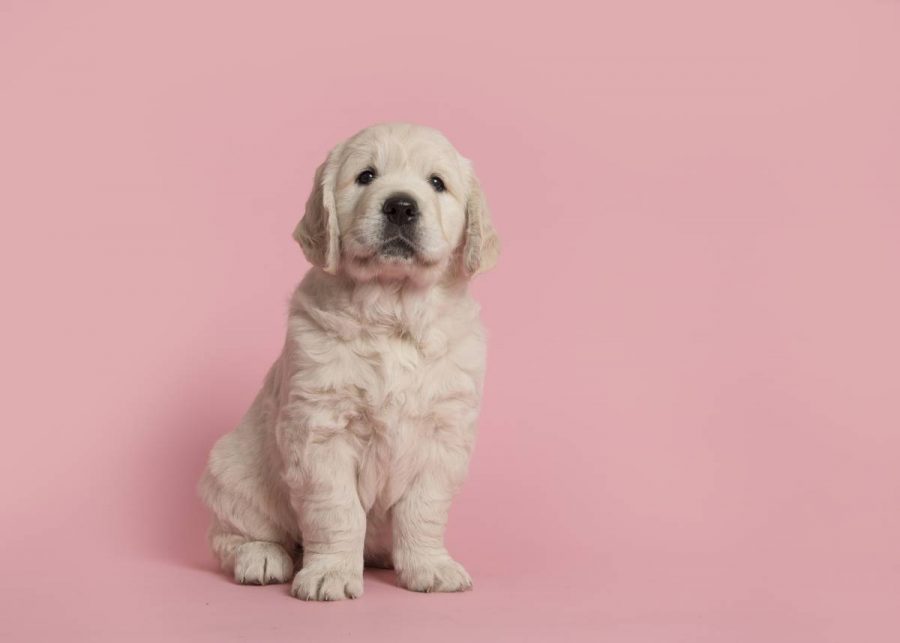 Chiots Golden Retriever