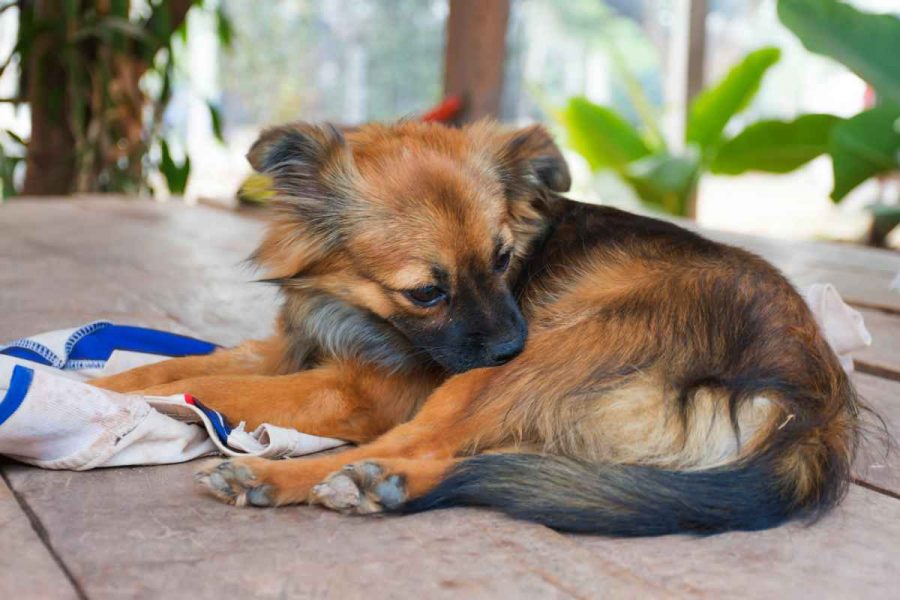 Wie Flöhe von Ihrem Hund zu beseitigen