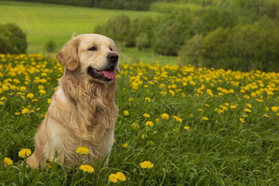 Golder Retriever