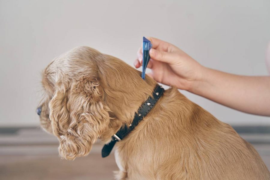 1 How to remove the fleas from the dog