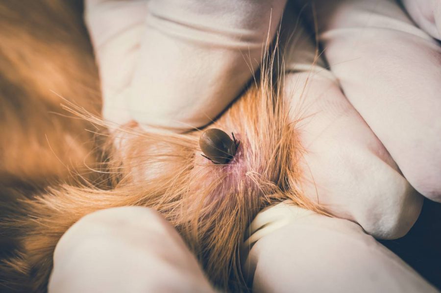 Fleas in dogs