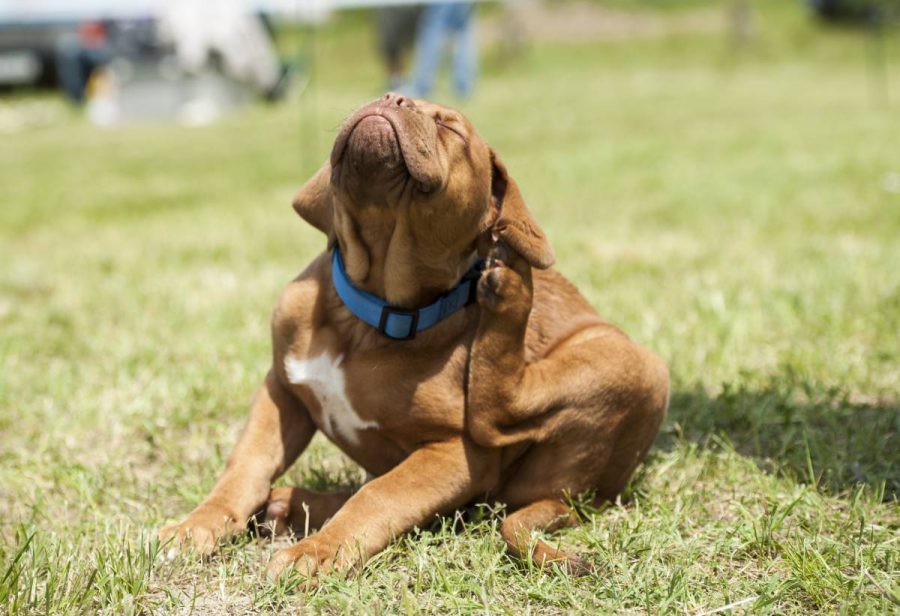 1 Pulgas en perros