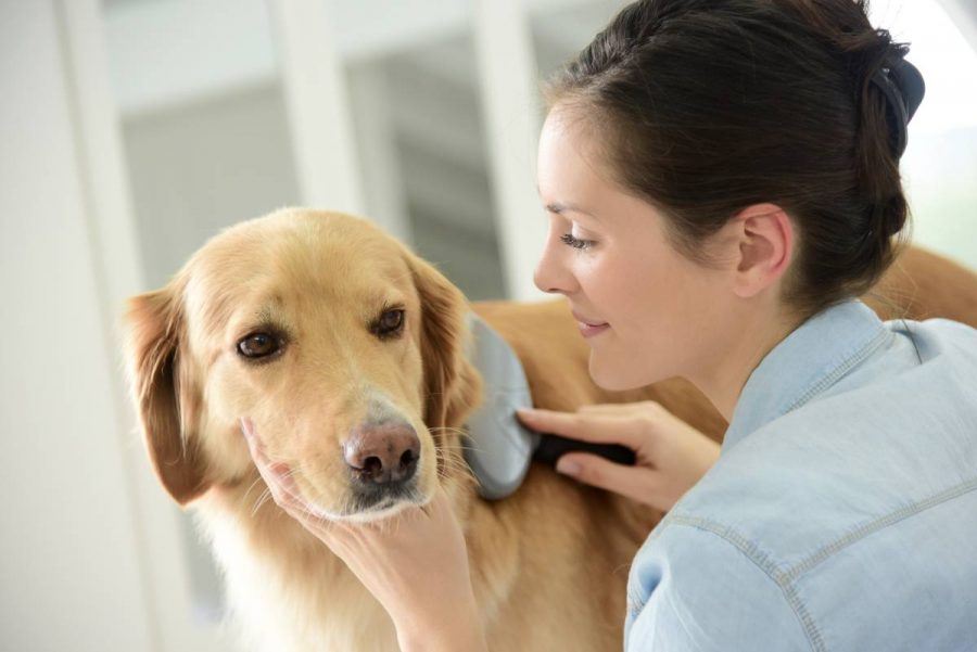 Wie man Flöhe von einem Hund entfernt