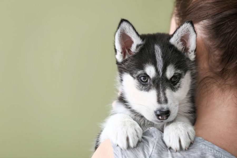 Cachorros de Husky Siberiano