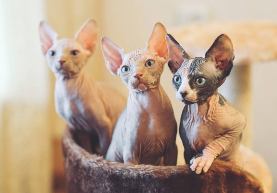 Cuánto puede costar un gato sin pelo