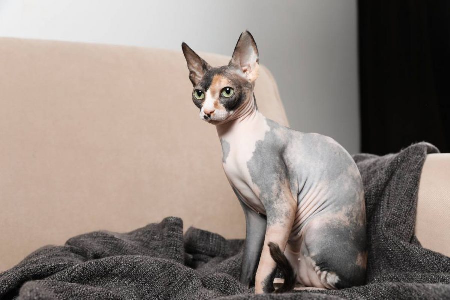 Egyptian cat without fur